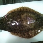 いわ樹 - 淡路島産天然ヒラメ活きてるのをお造りして頂きました