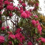 PASTAVOLA - 店の外の花