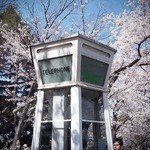 桜が満開でした