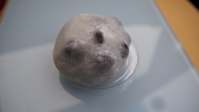 かぶき屋 大町本店 - 横手（和菓子）の写真