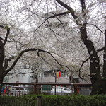 ハナビ - お店の前の桜は満開