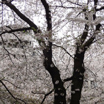 ハナビ - 花びらがグラスに〜♬