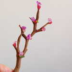 Gri-gri - プレッツェルの枝に、梅風味のピュレをあしらう。お花は刺身のツマに使われる「花紫蘇」