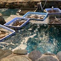 河太郎 中洲本店 - 