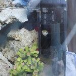 ラーメン二郎 - ミドリフグ♪