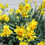 ラーメン二郎 - スイセン