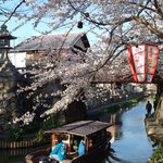 Oumi Gyuu Sousaku Ryourikubo Taya - おまけ・・・満開の桜のなかを、和船がゆっくりとすすんで行きます。