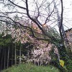 スパゲティ屋 青山 - 駐車場脇の桜