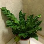 レストランゆり - 