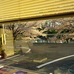  カフェ＆レストランCAVA - 店内から見える桜。この時は夕方で西日がはいるので、ブラインドが半分おりていました。