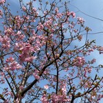 Princi - 店内から見える河津桜