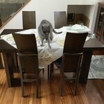 パン・デ・フィロゾフ - 飛び移る伝次郎①