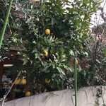 ル・パティシエ ヨコヤマ 京成大久保店 - お店の前にレモン！