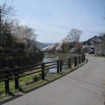 Komichi Kafe - 川沿いの桜が満開