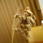 粟 - これが小判草♪