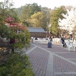 4月14日、桜が満開でした！