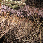 ニコルズ バー - 夜桜