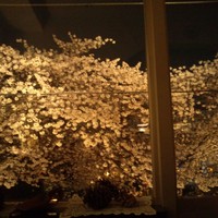 unito - まさに真横が桜～