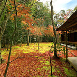 高桐院 - 楓の庭と呼ばれる庭園(令和元年12月)