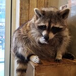 라코 나 마타타 - 