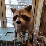 라코 나 마타타 - 