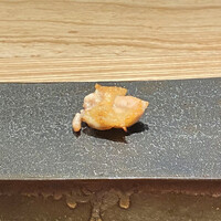 焼鶏 ひらこ - 