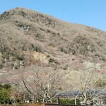 Yugawara Ramen - 湯河原梅林