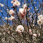 Yugawara Ramen - 梅の花