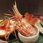 GENSUI - 牡丹海老