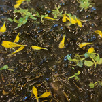 自家製粉そば 幸町 満留賀 - 