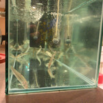 鮎知 - 水槽で元気よく泳ぐ稚鮎