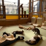 ネコカフェ キャットテイル - 