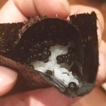 鳥茂 - キャビア握り