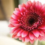 ラ・ポルタ・フェリーチェ - テーブルには一輪挿しのお花がいつも活けられています。