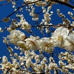 智月庵 - お店の裏手の白梅は、散り初め。