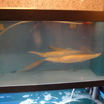 九一郎 - これからの旬、ヤリイカ