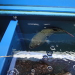 九一郎 - 店内にある水槽