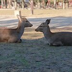 ほうせき箱 - おまけ　奈良公園の鹿さん