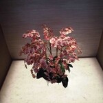 北新地 肉料理 名門 - 