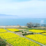 ラ・ベルヴィ - 守山第一なぎさ公園の菜の花