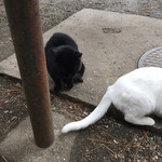 萩乃茶屋 - 店の周りの猫たち。お行儀良かったです