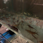 Warung Laota Jimbaran - 海老