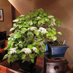 滝乃家 - 2012年4月。　アジサイに似ていますが、ハクサンボクです。