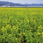 Jidori Yaki Kagari Bi - 「道の駅 原鶴」前の菜の花畑。まだ満開ではありませんでしたが、綺麗でした。