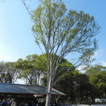 スターバックスコーヒー - 