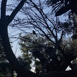 ル・グルニエ・ア・パン - 屋上の空中花園にて