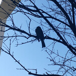 ル・グルニエ・ア・パン - 何鳥かな？  ピーピー鳴いてました