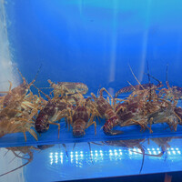 TEPPANYAKI 10 SHIBUYA - 