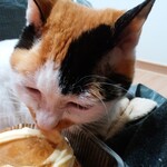 ベーカリーいずみ - プリンちゃん