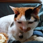 ベーカリーいずみ - プリンちゃん